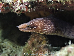 Barred-fin Moray Eel - Gymnothorax zonipectis by Hansruedi Wuersten 
